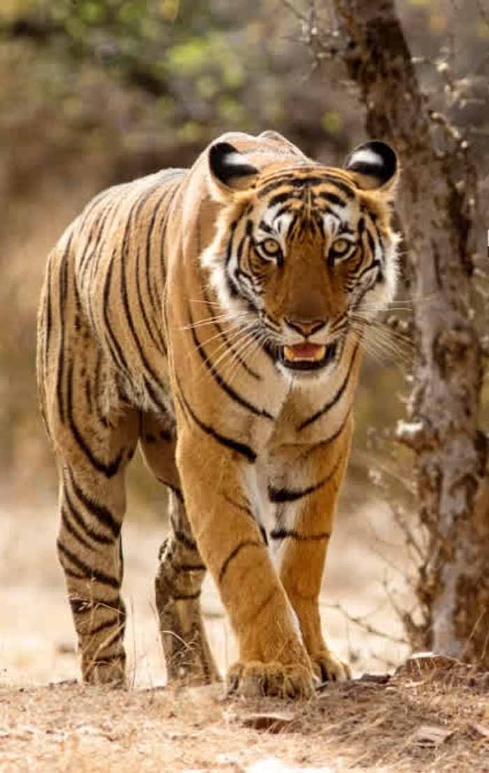 बाघ संरक्षण में समुदायों का भावनात्मक जुड़ाव और मूर्तिकारों के लिये रोजगार के अवसर 1 bagh