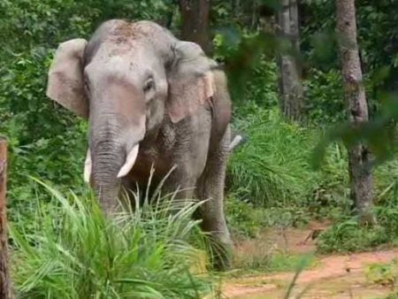लोहरदगा में हाथियों का आतंक, 30 वर्षीय व्यक्ति को कुचलकर मार डाला