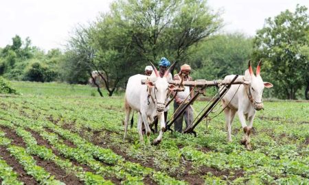 डिजिटल हस्ताक्षर करते ही भुगतान हो गया फेल, मैहर में टेक्निकल एरर से किसानों के 150 करोड़ अटके