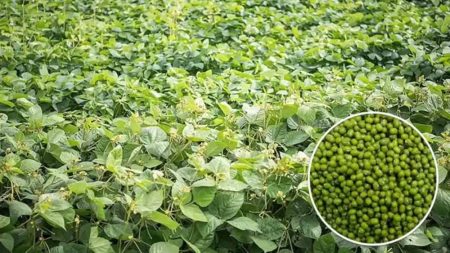 ग्रीष्मकालीन मूंग में खरपतवार नाशकों के उपयोग को करें हतोत्साहित