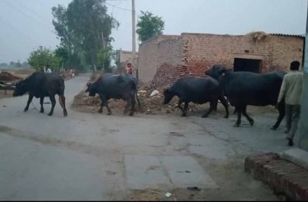 मजबूर होकर उठाया यह कदम, भारत-पाक तनाव के बीच सरहदी लोगों की बढ़ी चिंता