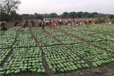 तेंदू पत्ता तोड़ाई और सँग्रह का कार्य चल रहा युद्ध स्तर पर : बनमण्डलाधिकारी सिंगरौली