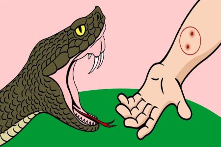 अस्पतालों में एंटी-वेनम व उपचार की समुचित व्यवस्था और हेल्पलाइन नंबर जारी करने के निर्देश