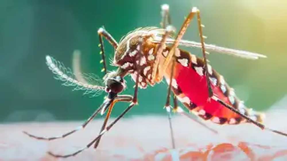 बस्तर संभाग में मलेरिया मुक्त छत्तीसगढ़ अभियान को मिली बड़ी सफलता, 72% मामलों में आई गिरावट 1 2 324