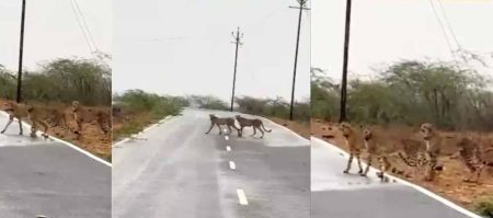 मुरैना पहुंचे पांच चीते, जौरा में सड़क पार करते नजर आए