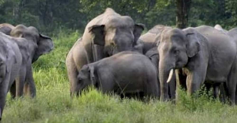 चार हाथियों का झुंड पहुंचा, वन विभाग ने जारी की चेतावनी 1 14A 76