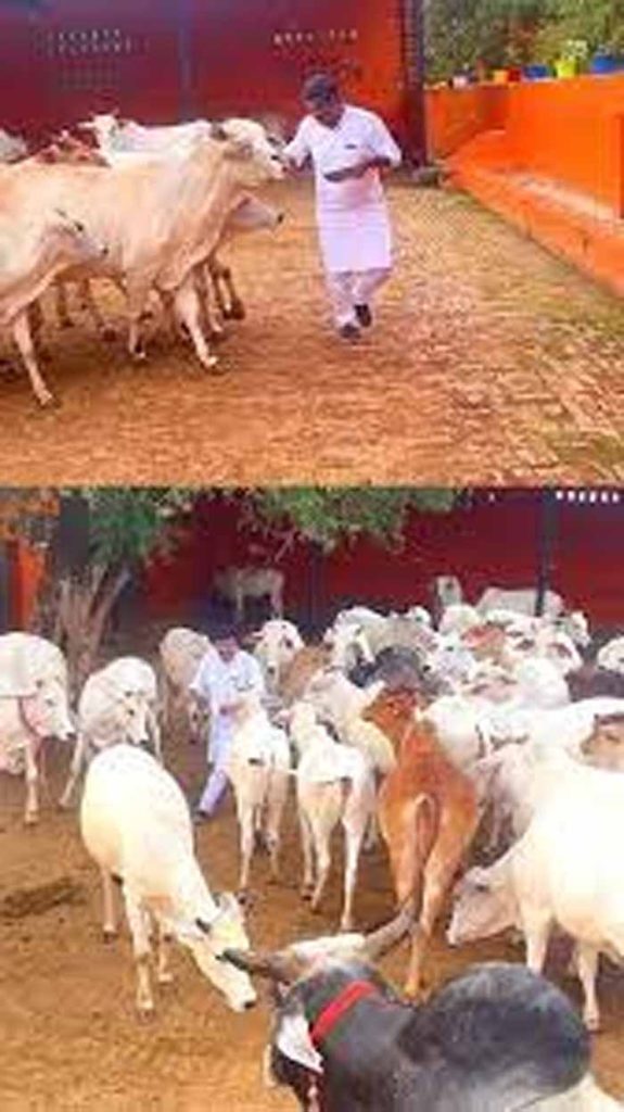 गायों की रक्षा करना हमारी नैतिक और सामाजिक जिम्मेदारी
