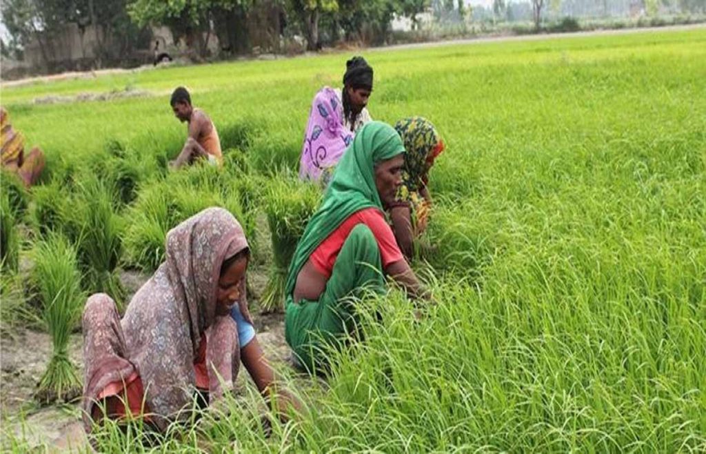 38 लाख से अधिक महिलाओं को है आधुनिक खेती की जानकारी