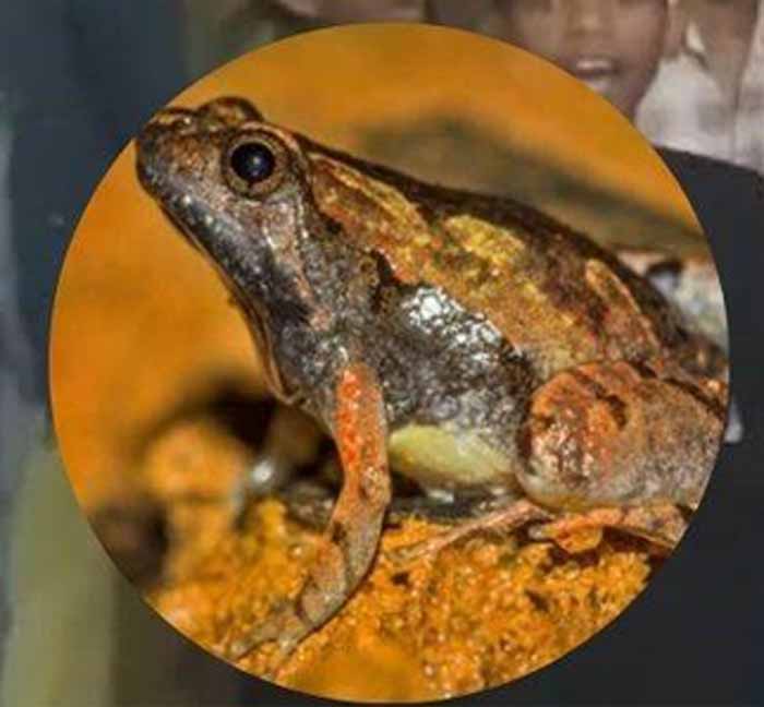 आदिवासी हॉस्टल की थाली में परोसा गया मरा हुआ मेंढक 1 medhak1