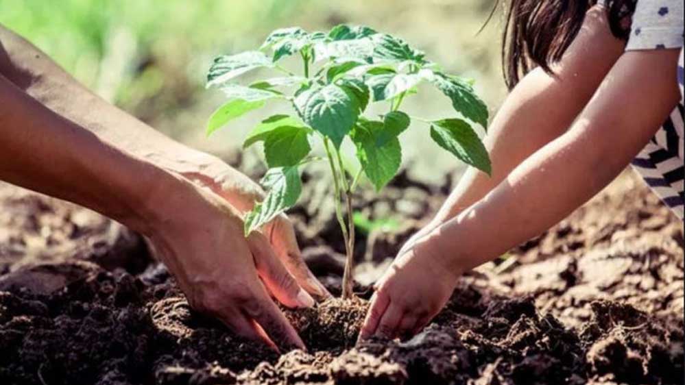 प्रदेश के शासकीय विद्यालयों में 9.9 लाख पौधों का रोपण, ‘एक पेड़ माँ के नाम’ अभियान जारी 1 tree 134 4